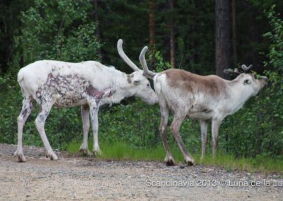 two reindeer at the side of a country road in Finland